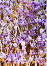 藏红花